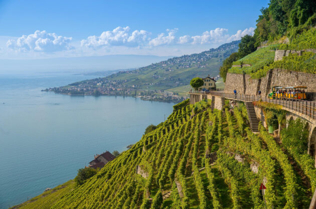 Lavaux Vineyards Experience